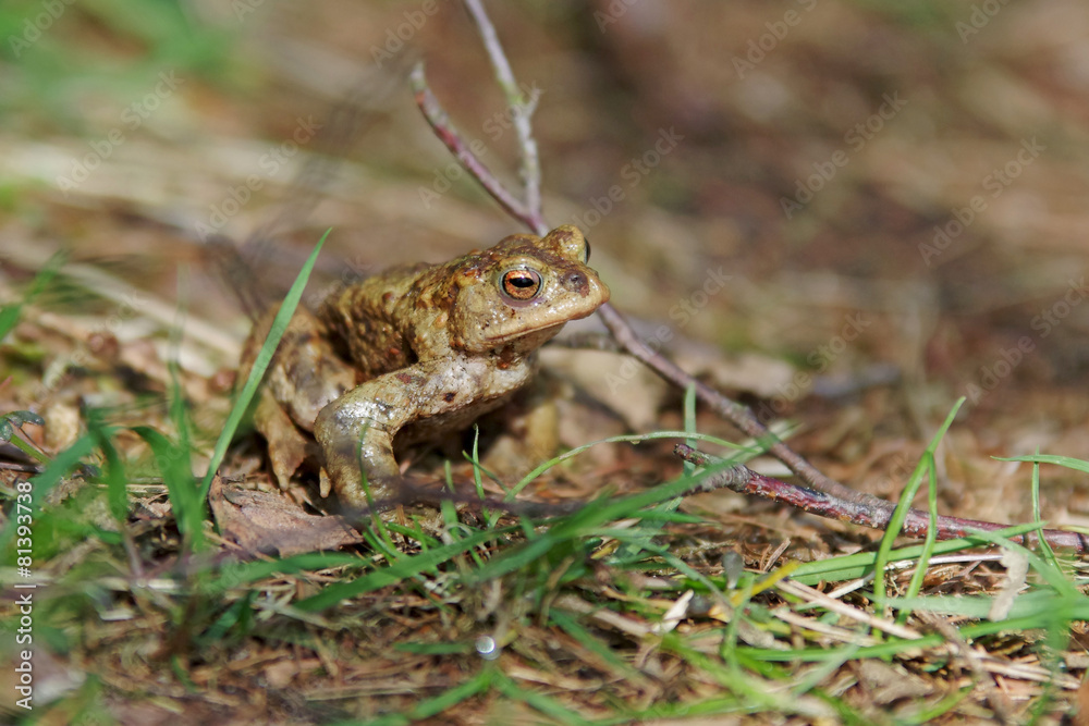 Ein einzelner Frosch hüpft auf dem trockenen Boden davon Ein einzelner Frosch hüpft auf dem trockenen Boden davon