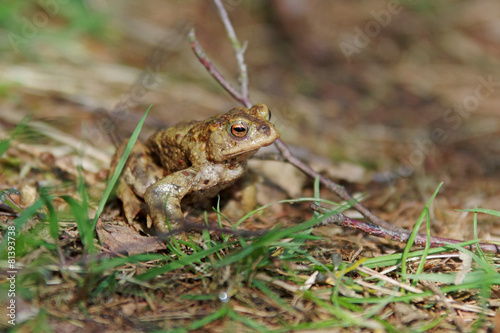 Ein einzelner Frosch hüpft auf dem trockenen Boden davon