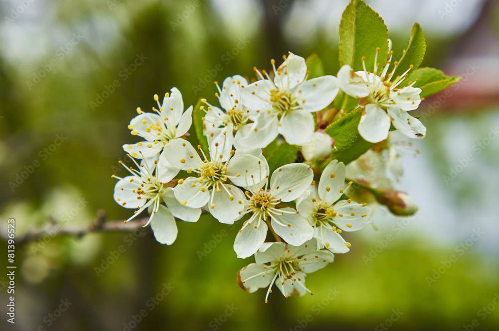 Obraz premium Цветущая Яблоня