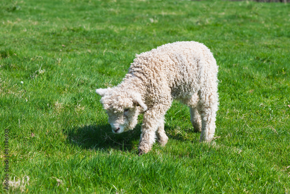 Obraz premium Young lamb grazing on grass