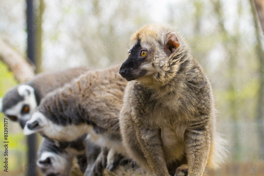 Obraz premium Red lemur (Eulemur rufus)