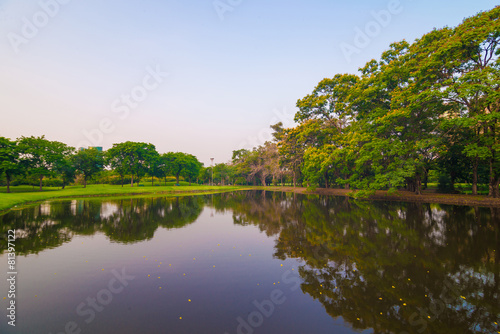 Fototapeta Naklejka Na Ścianę i Meble -  Beautiful green park tree and swamp