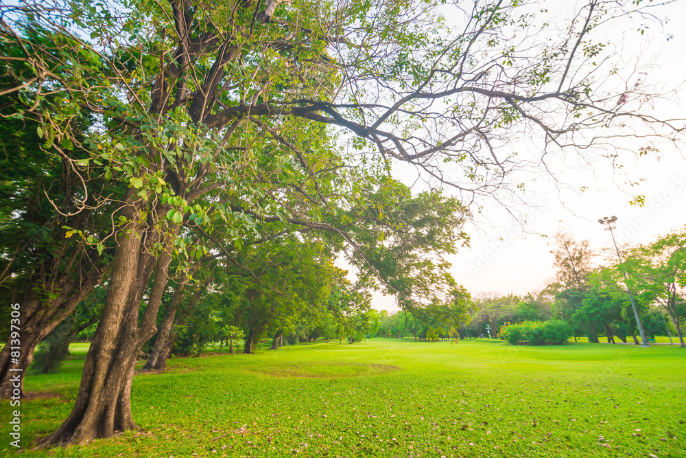 Green field city park, Beautiful lawn Green field city park, Beautiful lawn