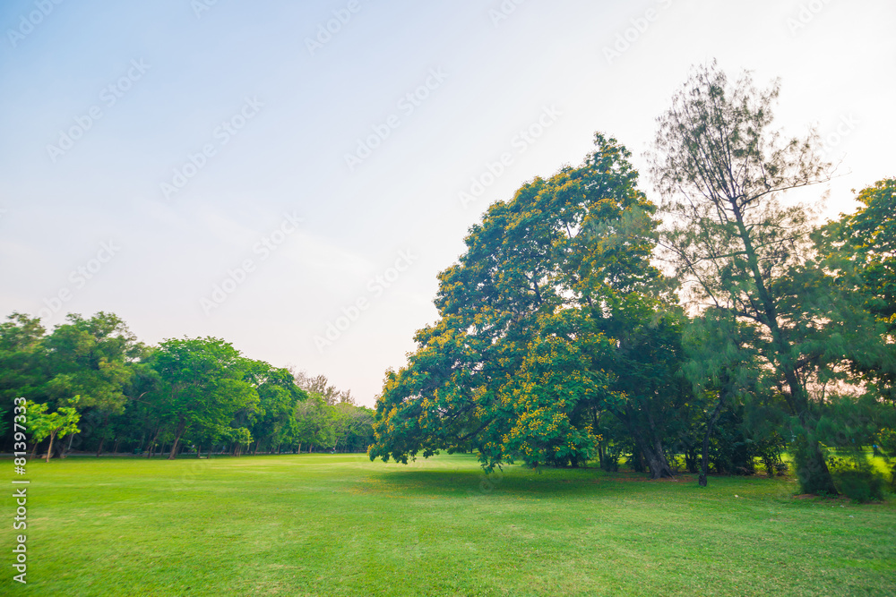 Green field city park, Beautiful lawn Green field city park, Beautiful lawn