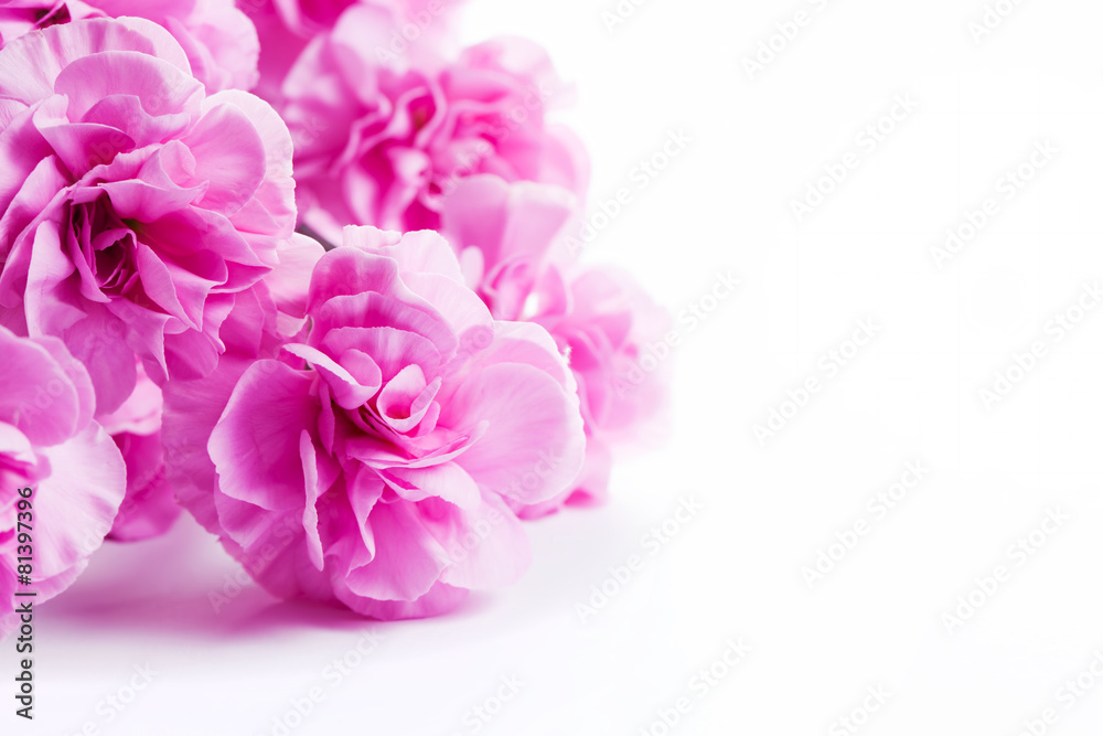 Pink soft spring flowers bouquet on white background