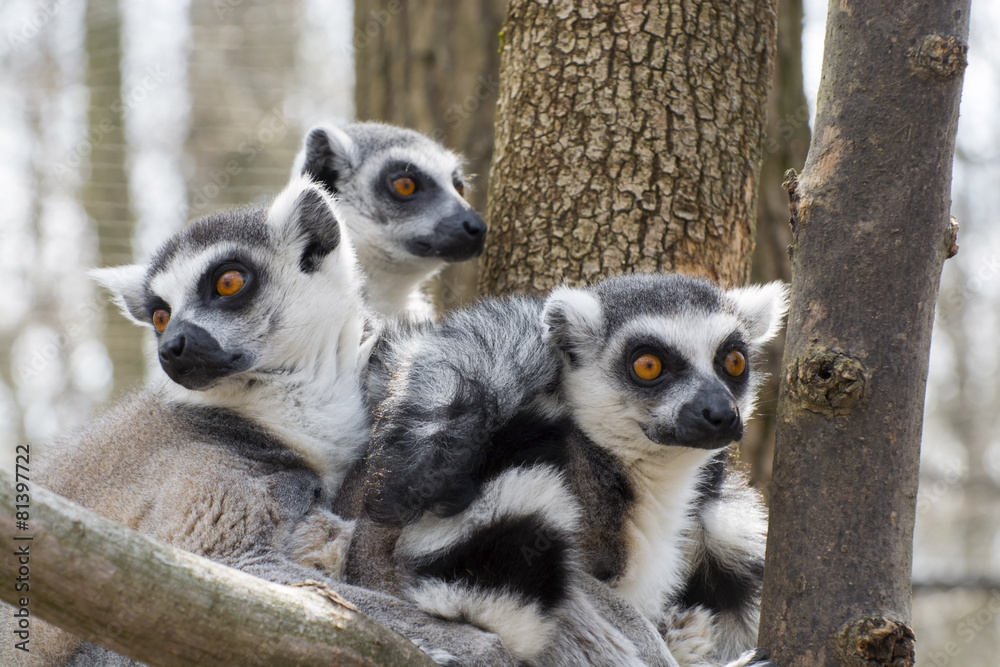 Obraz premium Ring-tailed lemur (Lemur catta)
