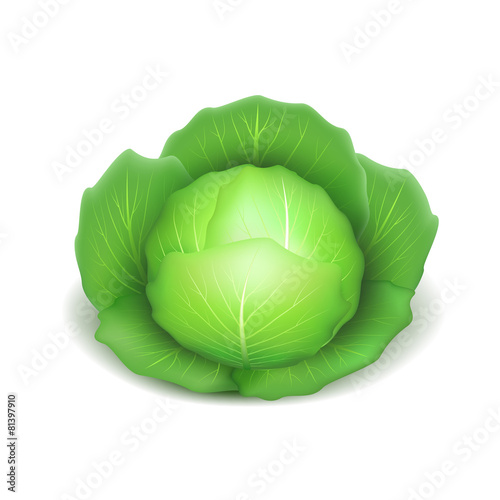 Cabbage isolated on white vector