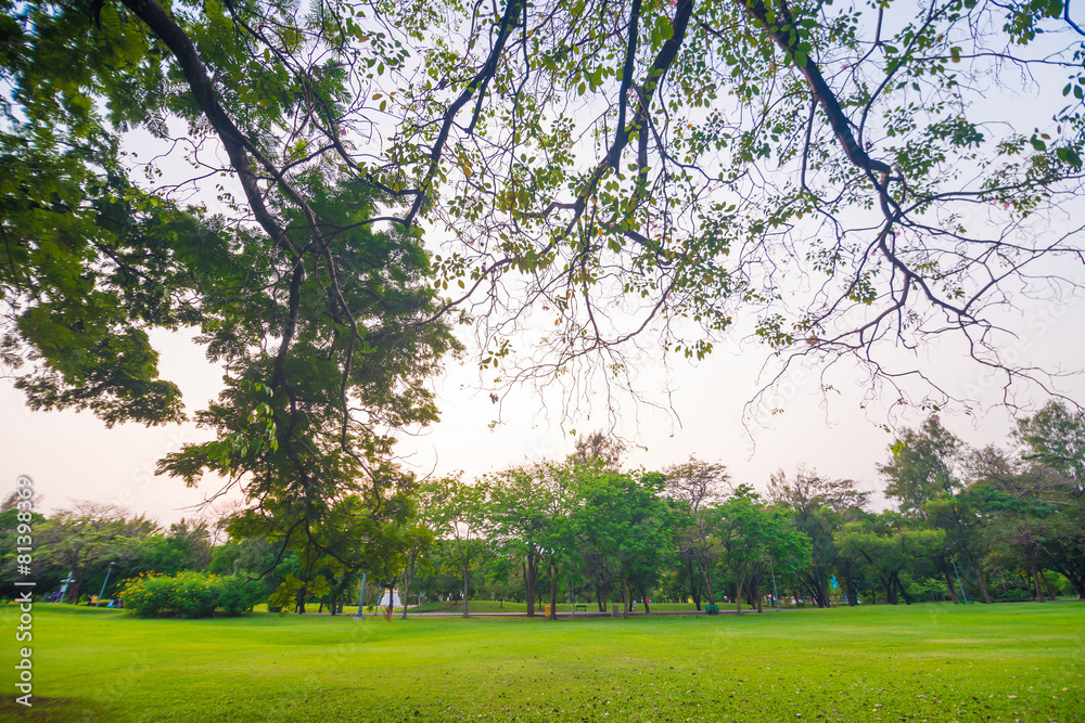 Beautiful green park at sunset , Serenity scence Beautiful green park at sunset , Serenity scence