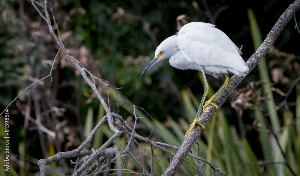 Great Egret Great Egret