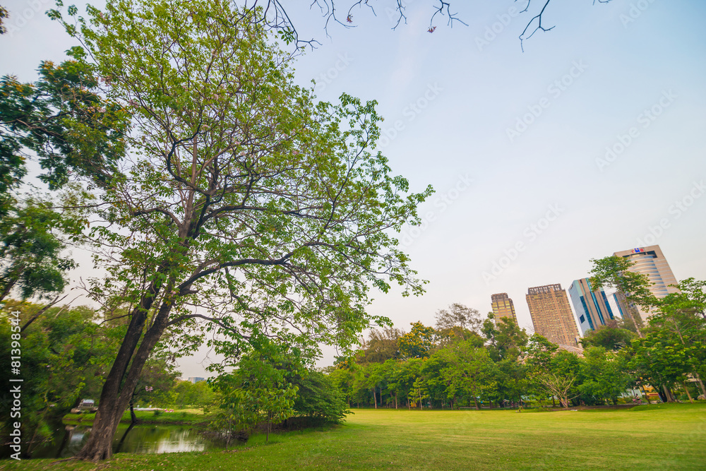 Green lawn in park and recreation area