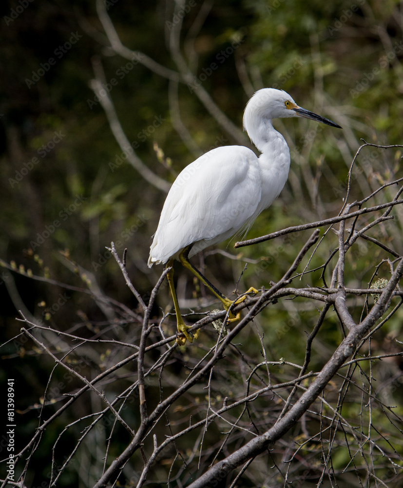 Great Egret Great Egret