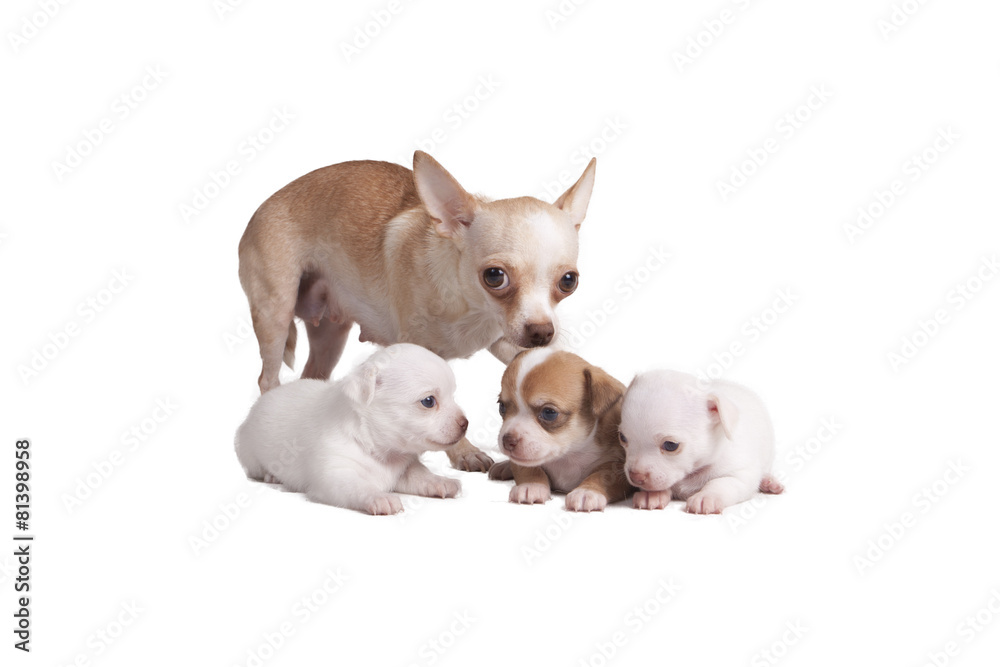 Chihuahua mother and her puppies