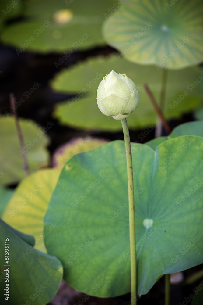 white lotus with leaf in background white lotus with leaf in background