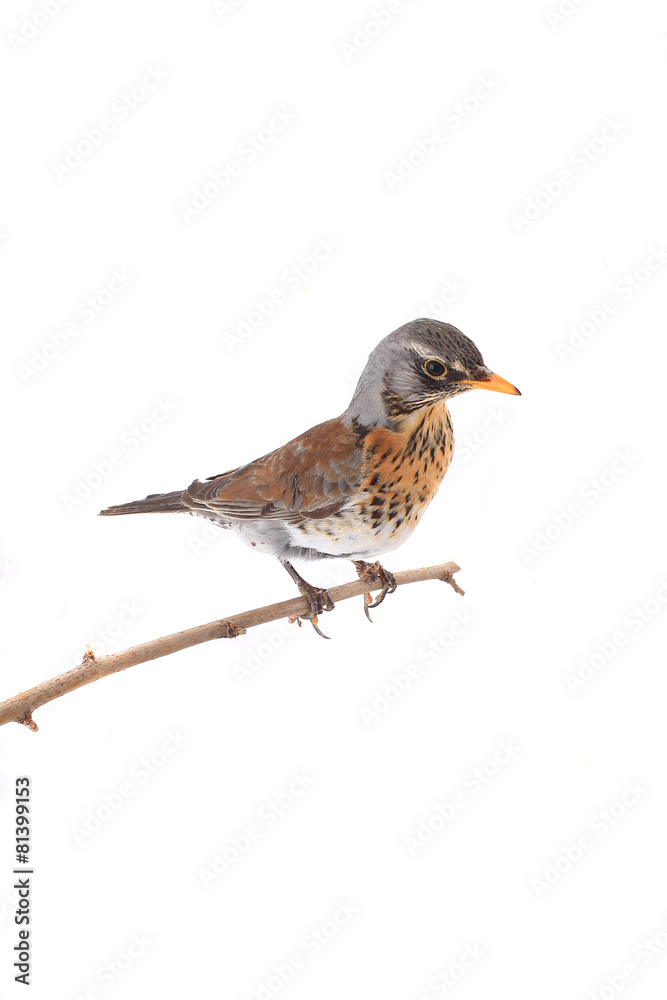thrush thrush