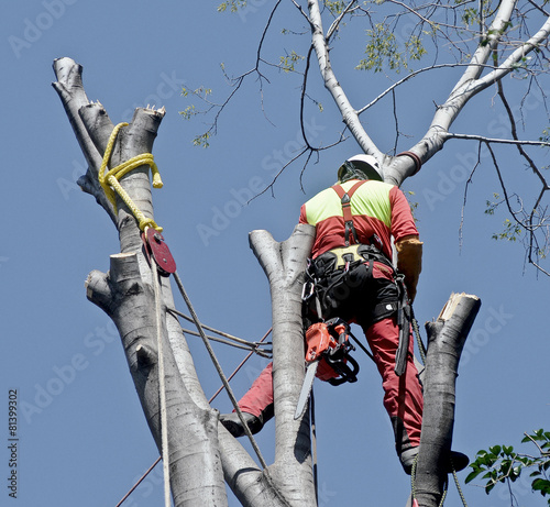 Woodcutter photo