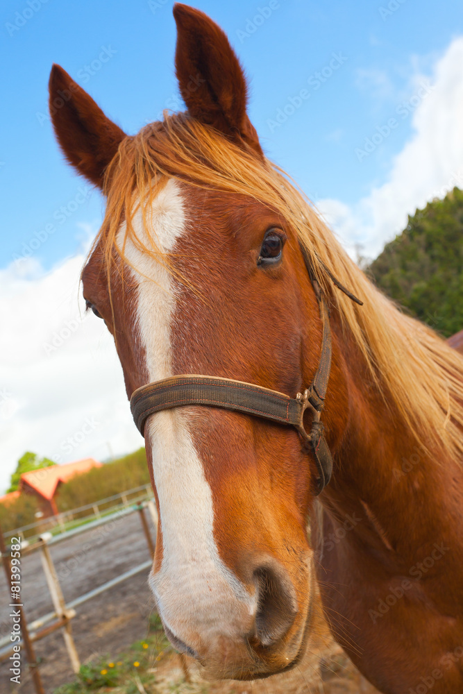 Obraz premium tête de cheval