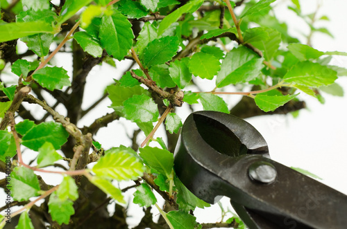 Bonsai mit Konkav-Zange (chinesische Ulme) photo