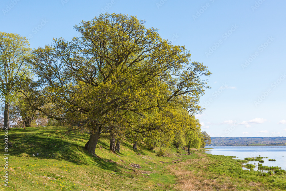 Oak trees landscape Stock Photo | Adobe Stock