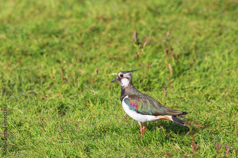 Lapwing Lapwing