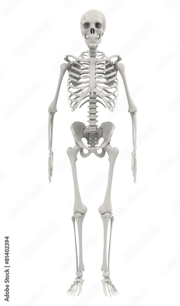 human skeleton isolated on white background