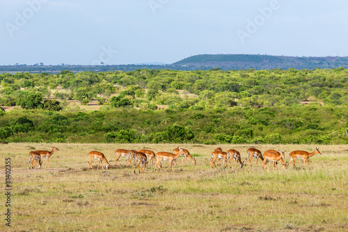 Impala antelope in the savanna landscape