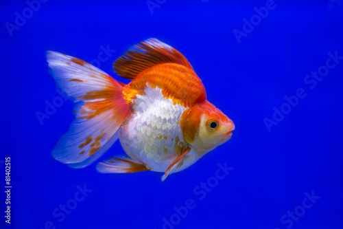 Goldfish Ryukin fancy colors in the tank ,bule backgound © nawaj