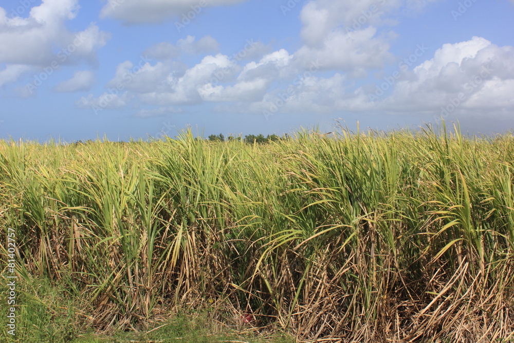 Champ de canne à sucre