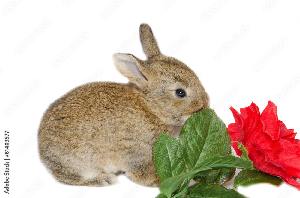 Fototapeta premium Coniglietto rosica una foglia