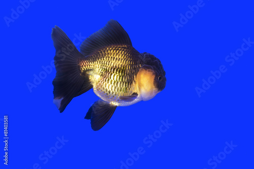Gold fish Black-gold Oranda