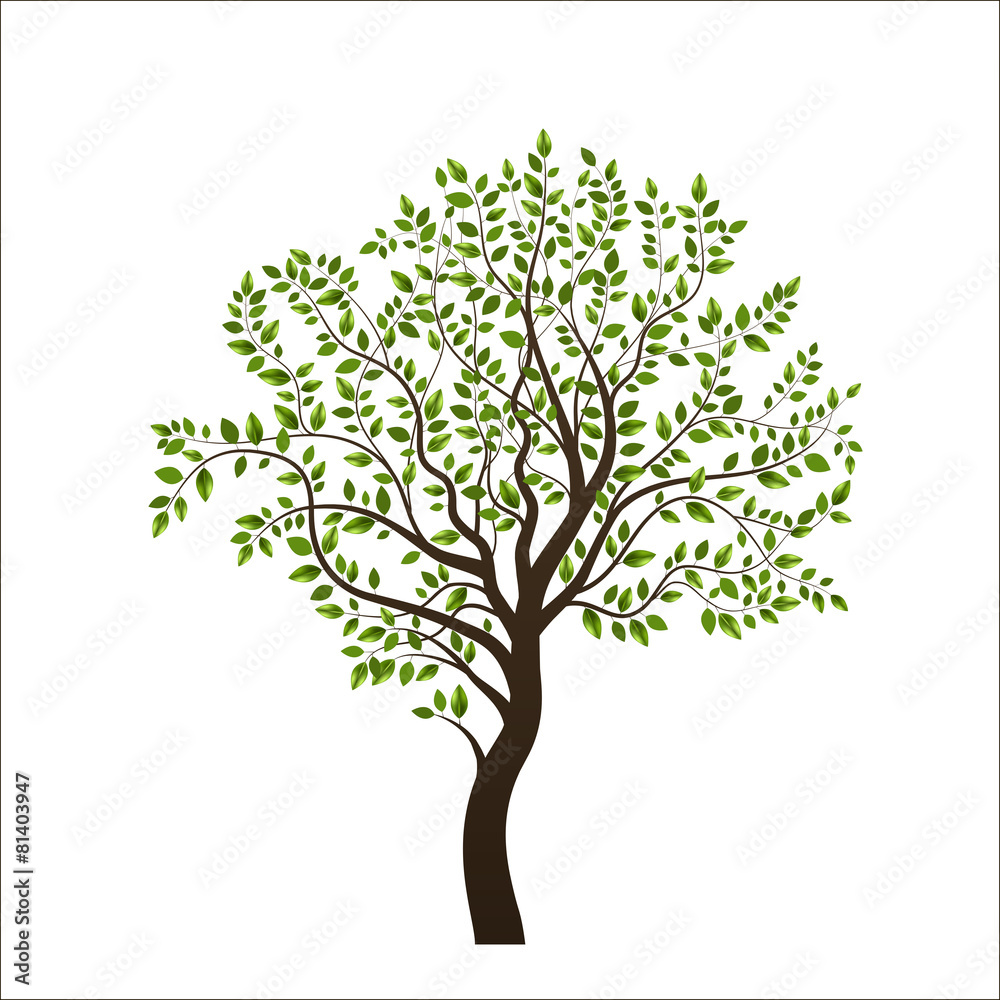 Tree isolated on white background Tree isolated on white background