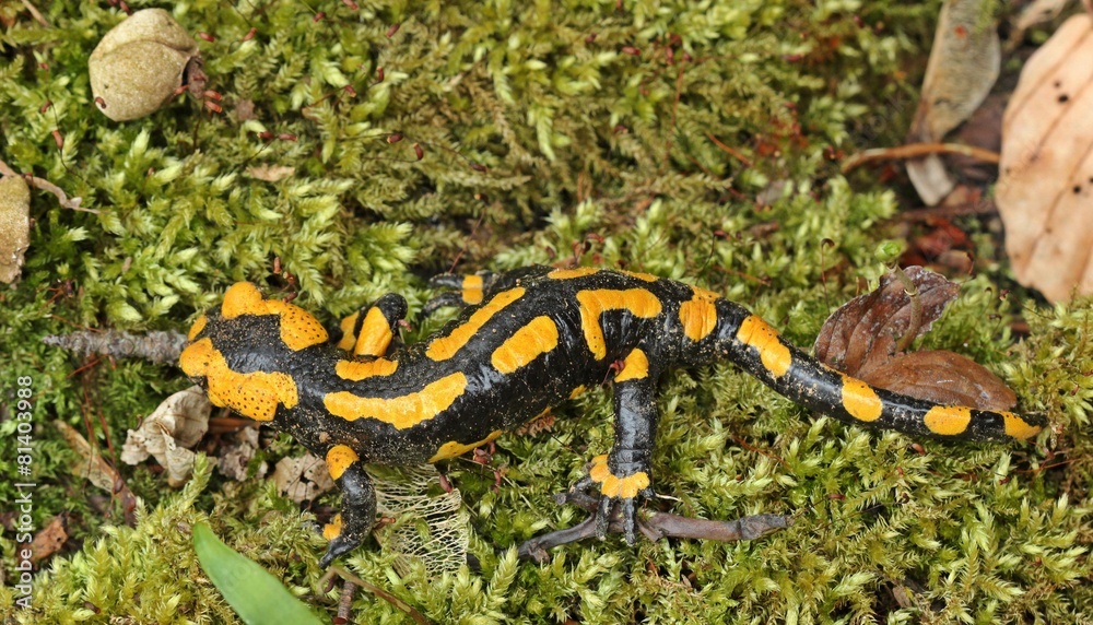 Feuersalamander im Nationalpark Kellerwald Feuersalamander im Nationalpark Kellerwald