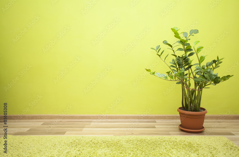 Fototapeta premium Plant in green room