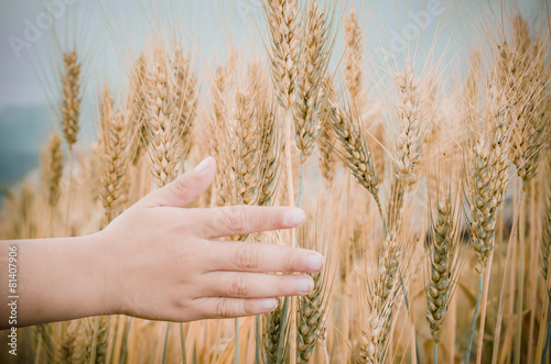 Wheat ears in the hand.