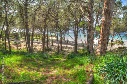 pine forest by the sea in Alghero