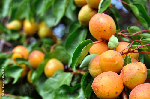 close-up of the ripe apricots