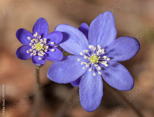 two blue flowers