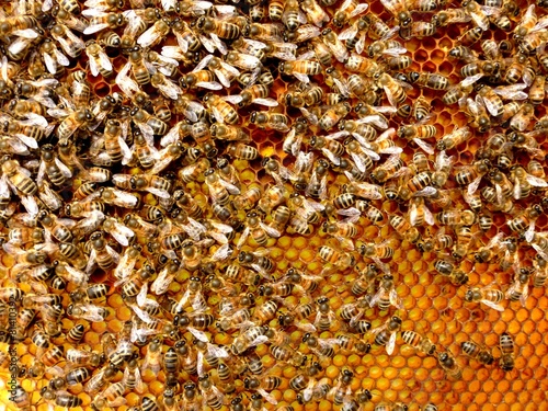 Bees inside the hive