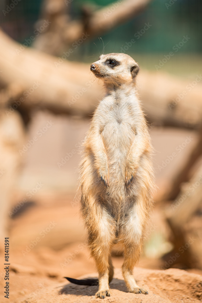 Fototapeta premium Alert meerkat standing on guard
