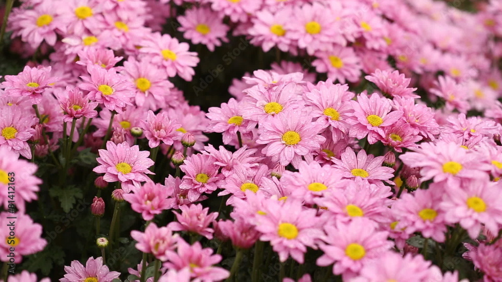 beautiful Chrysanthemum flower blooming with wind blow beautiful Chrysanthemum flower blooming with wind blow