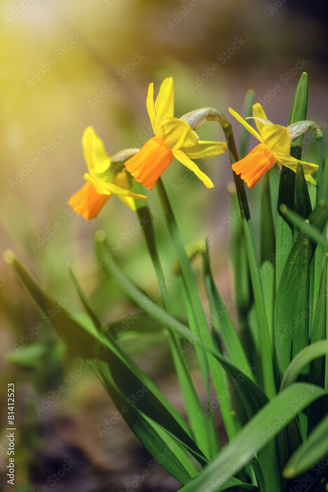 Yellow Narcissus flowers in the garden with sun rays, soft focus Yellow Narcissus flowers in the garden with sun rays, soft focus