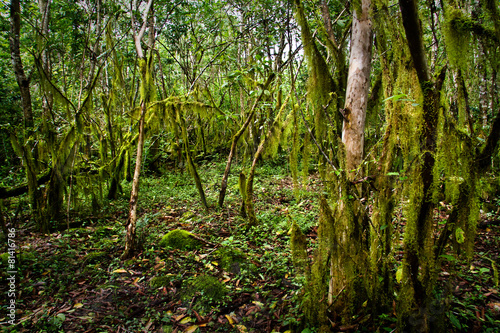 Beautiful green mysterious mossy forest in Santa Cruz island photo