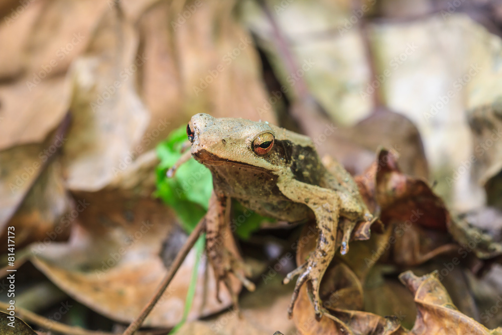 Naklejka premium Frog on a tree