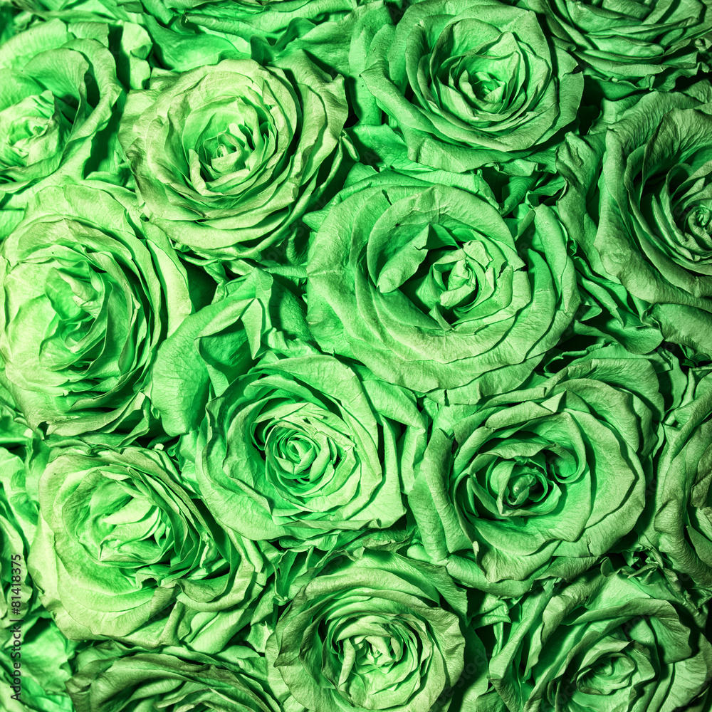 Green rose background Green rose background