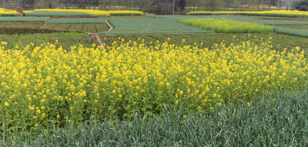 Obraz premium rape flowers in chengdu, china