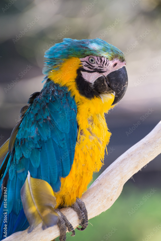 ルリコンゴウインコ ルリコンゴウインコ
