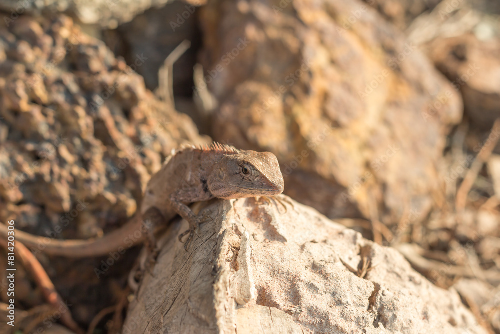 Green crested lizard Green crested lizard
