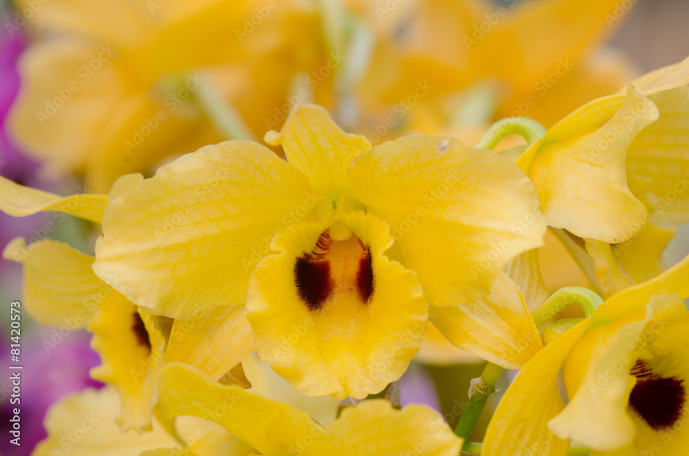 Nobile orchid Nobile orchid