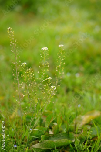 ぺんぺん草