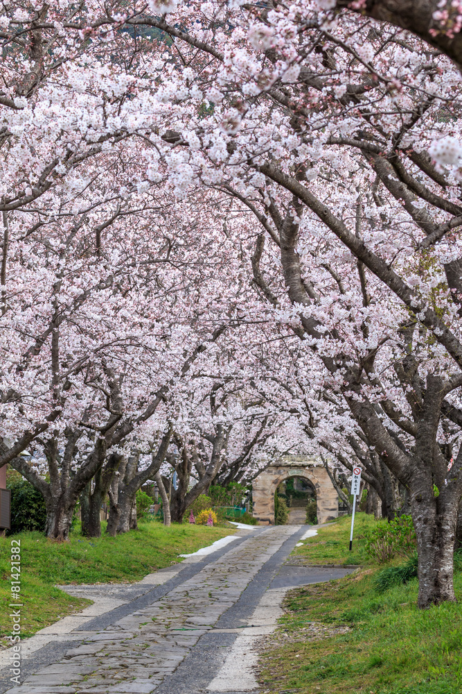 桜のアーチ＠佐賀県武雄市