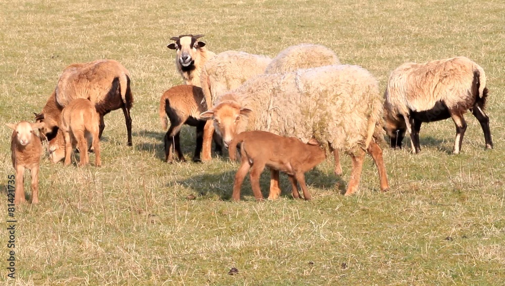 Schafe, Lämmer, Ton, Landwirtschaft, Frühling, Kamerunschafe Schafe, Lämmer, Ton, Landwirtschaft, Frühling, Kamerunschafe